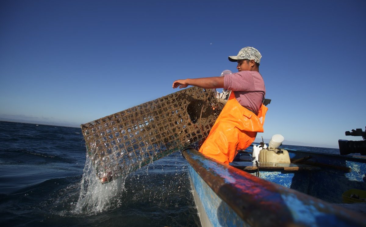 Pesca en México como parte de la economía