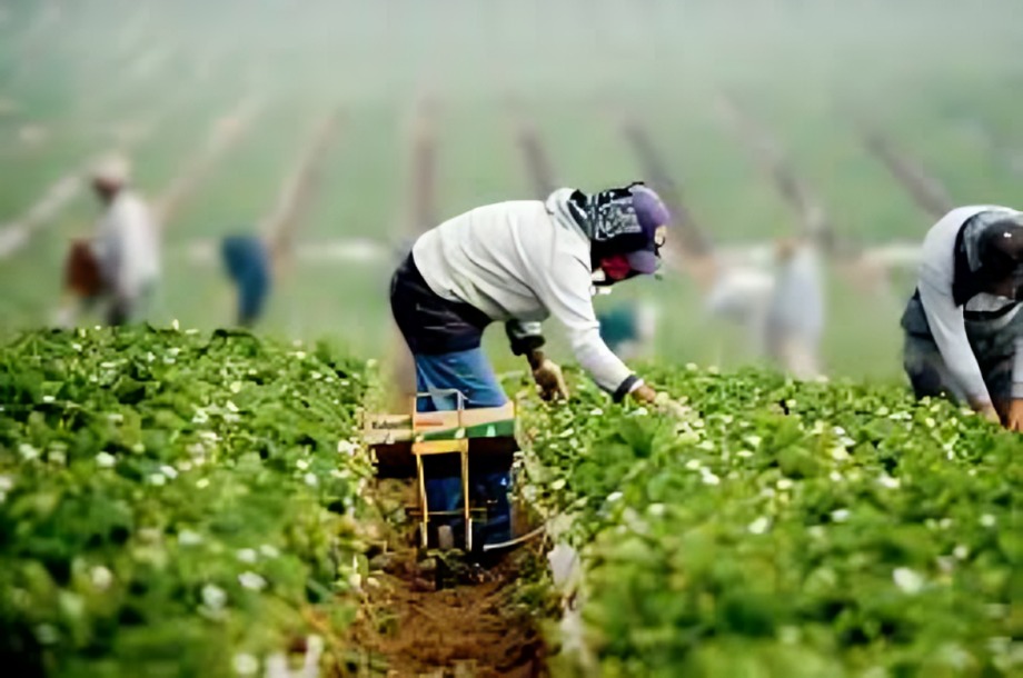 Migrantes en la pizca