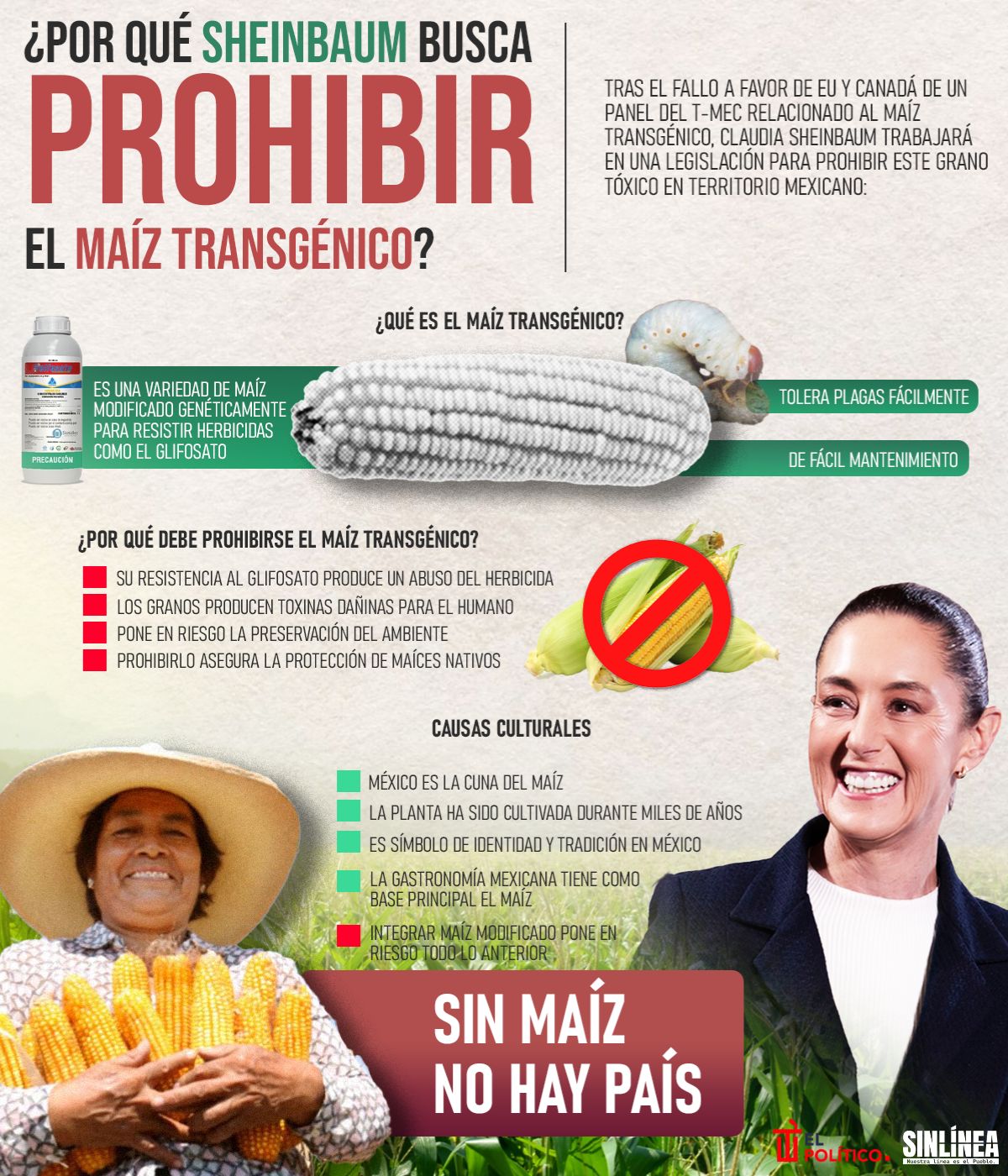 Infografía Sheinbaum y su lucha por prohibir el maíz transgénico 