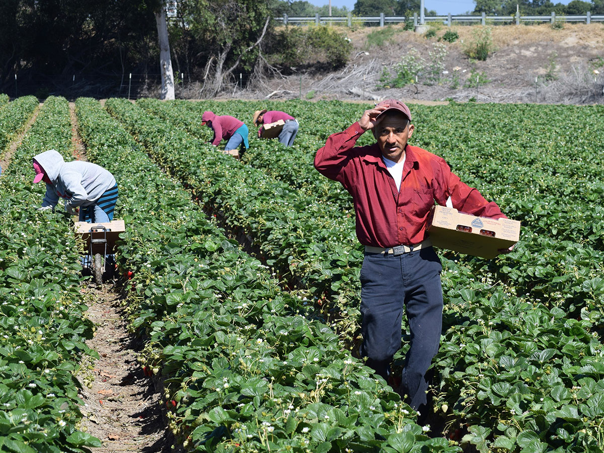 Migrantes mexicanos crecen en fuerza laboral de EU