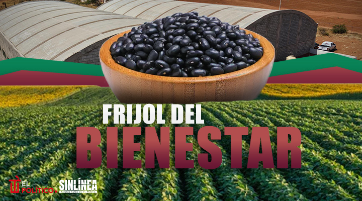 Frijol del Bienestar: de esto tratará el programa de Sheinbaum