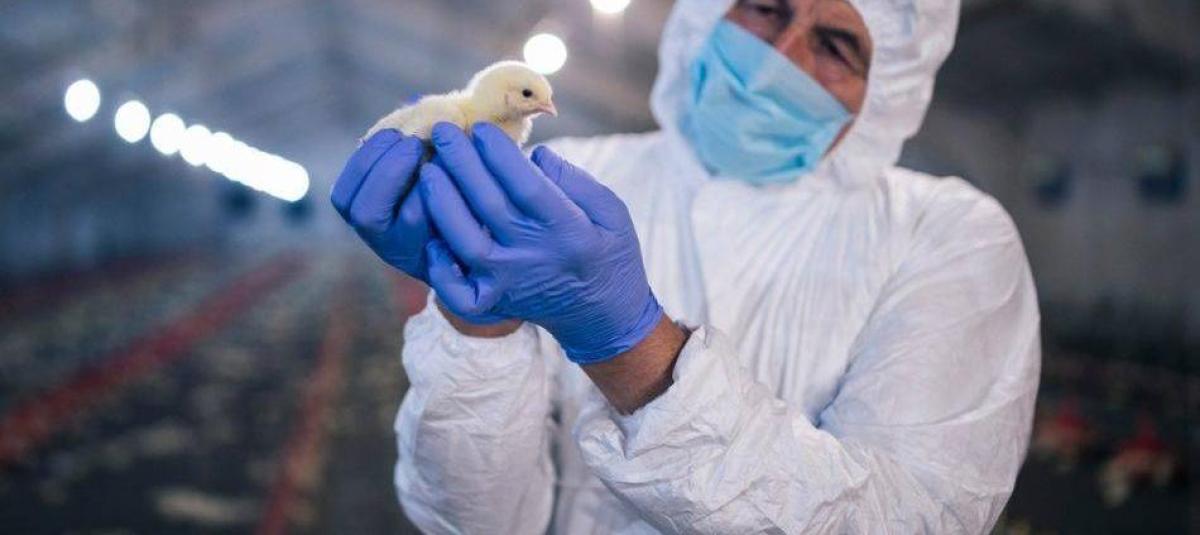 Transmisión de gripe aviar