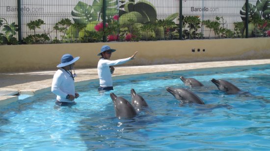 Show delfines Barceló