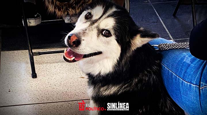 Gobierno de Pepe Chedraui brinda servicios gratuitos de veterinaria en colonias