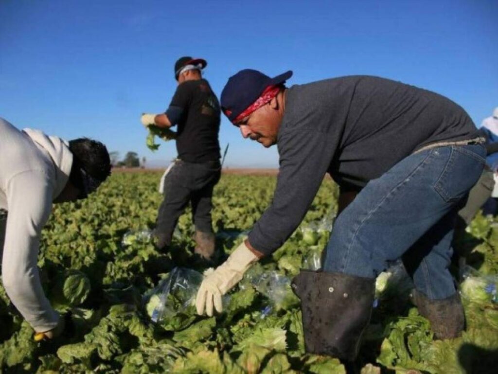 Trump redadas en el campo
