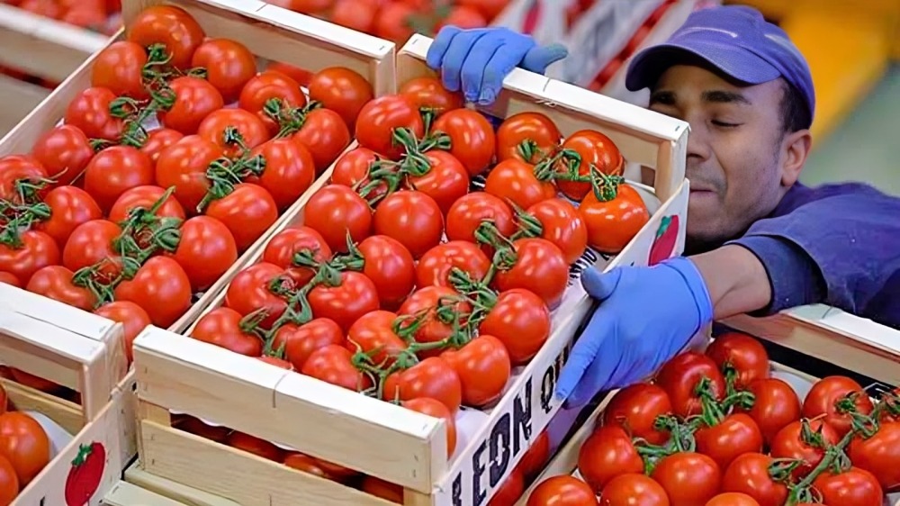 Gobierno y productores jitomate