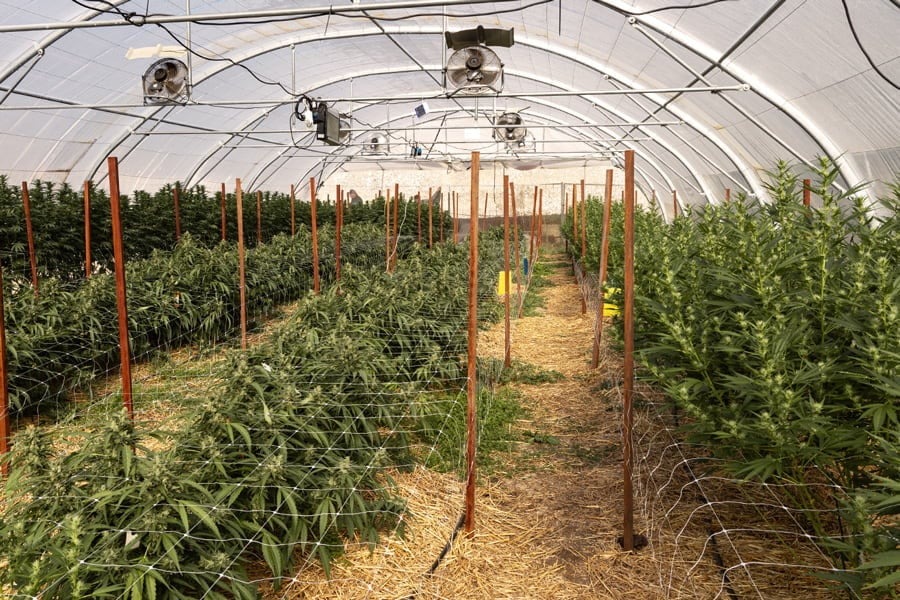 Desmantelan invernaderos de marihuana