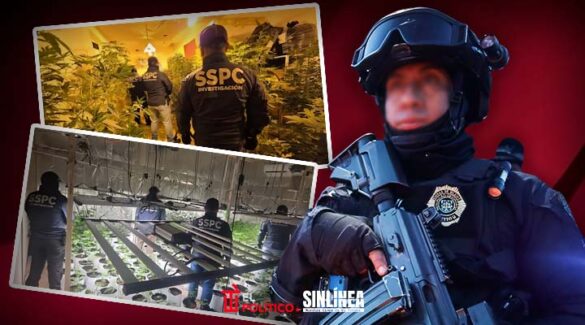 Desmantelan cuatro invernaderos de marihuana en CDMX