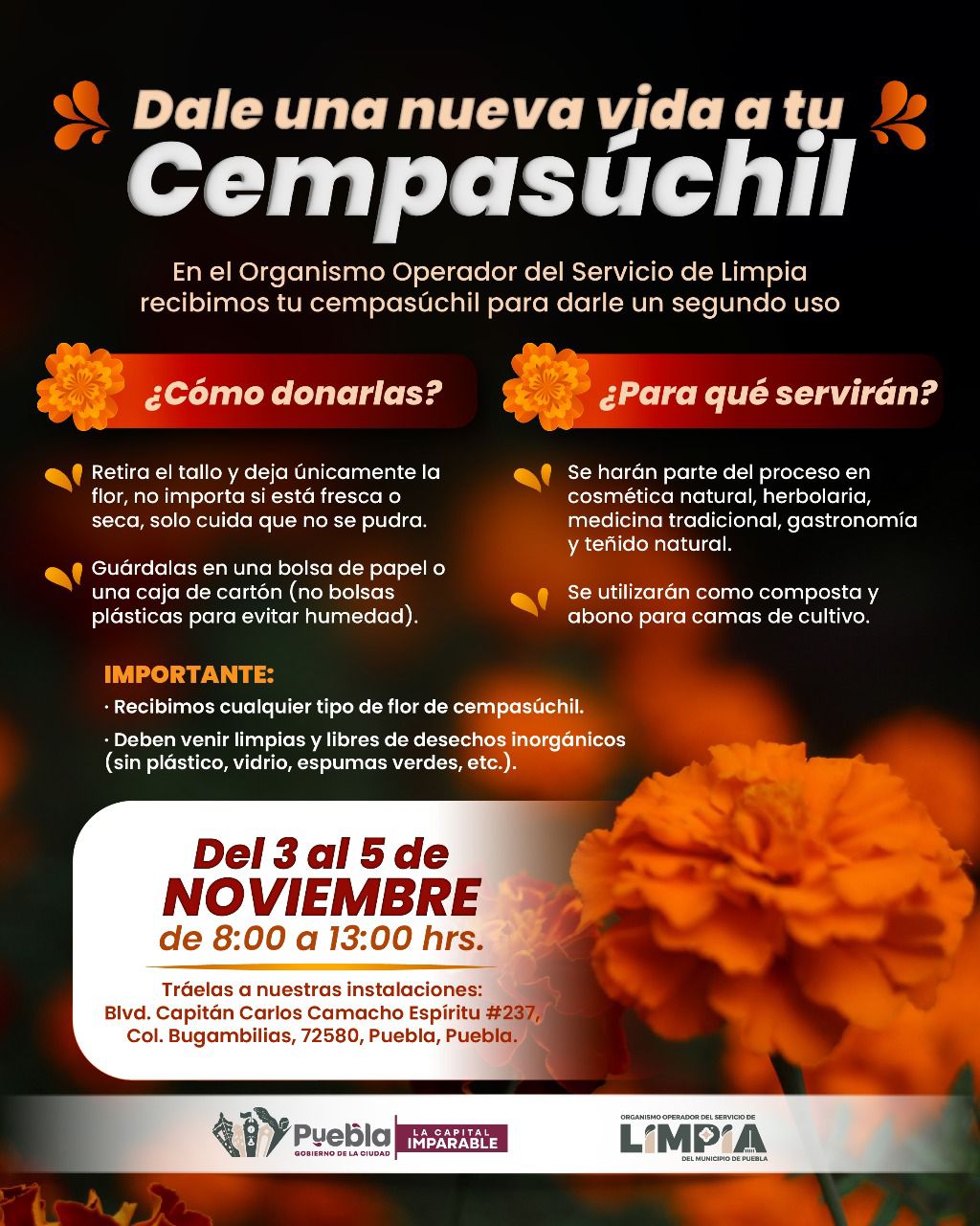 Ayuntamiento de Puebla abre centro de acopio para flor de cempasúchil