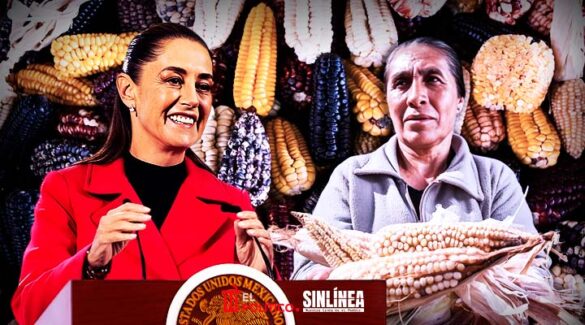 Sheinbaum presenta plan nacional para rescatar y fortalecer el maíz nativo