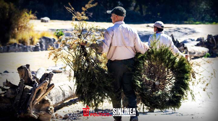 Pepe Chedraui y Africam Safari inician campaña de reciclaje de árboles de Navidad