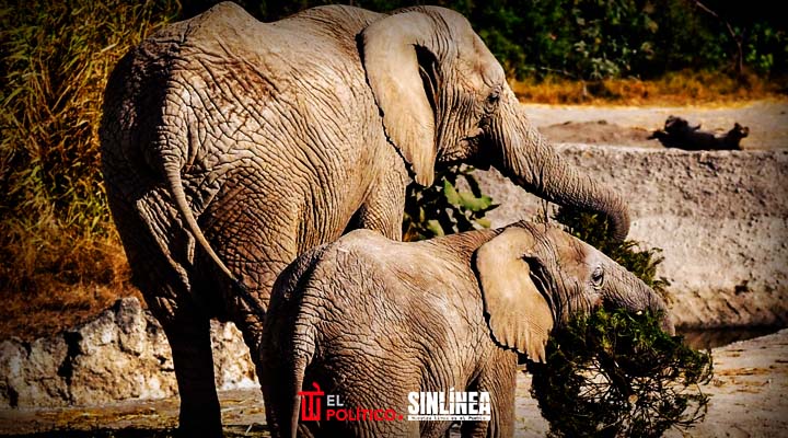 Ayuntamiento de Puebla concluye campaña Verde Navidad con Africam Safari