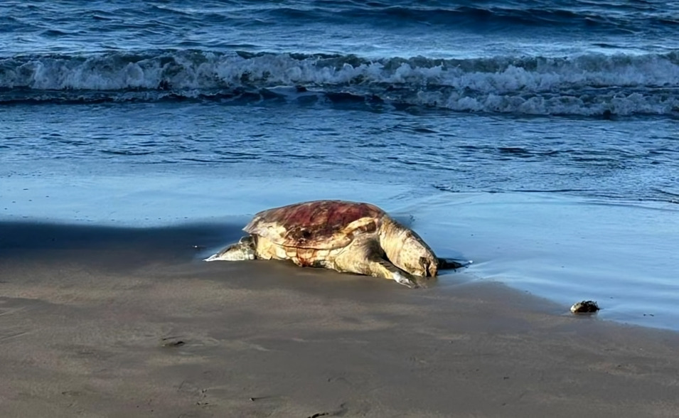 Pemex responde a Greenpeace por derrame en Golfo de México