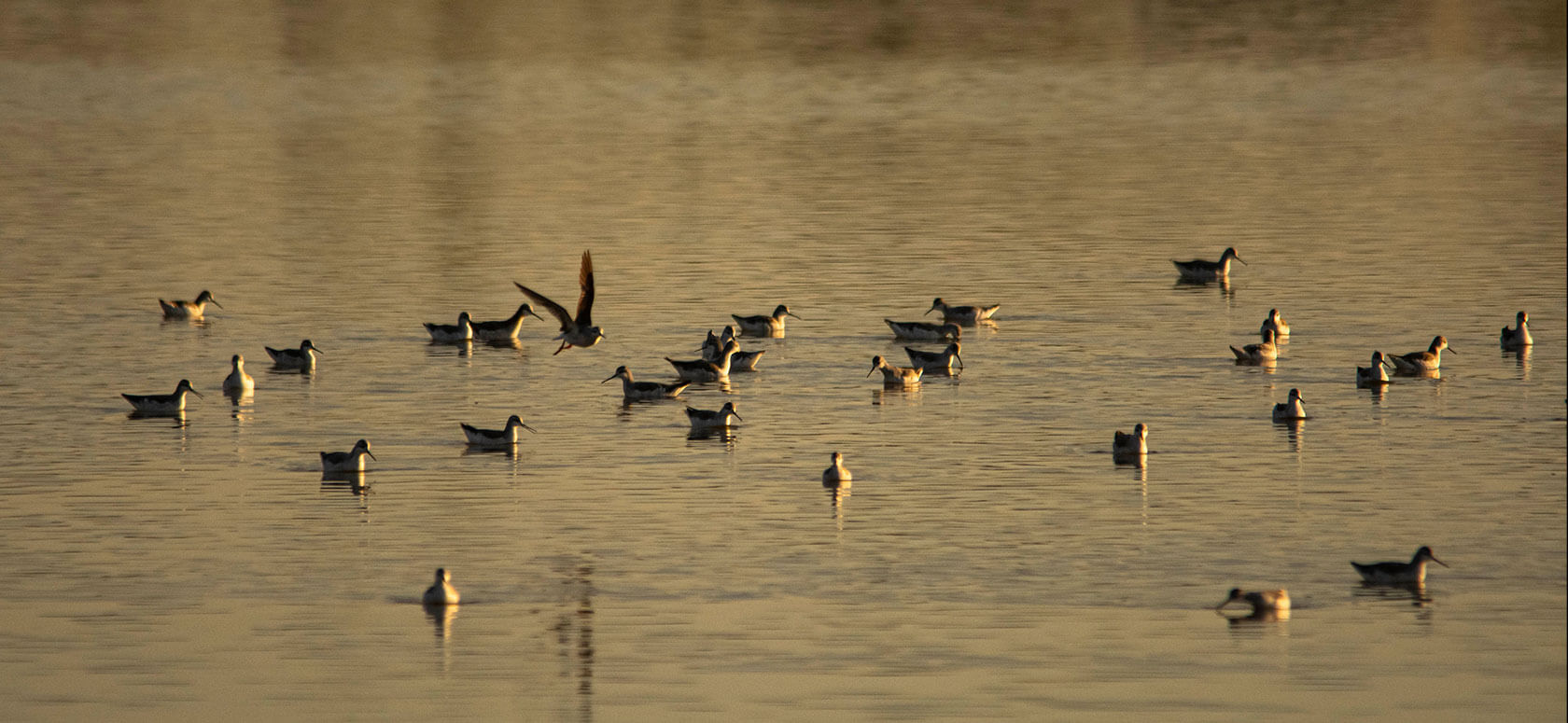 Fauna Lago de Texcoco