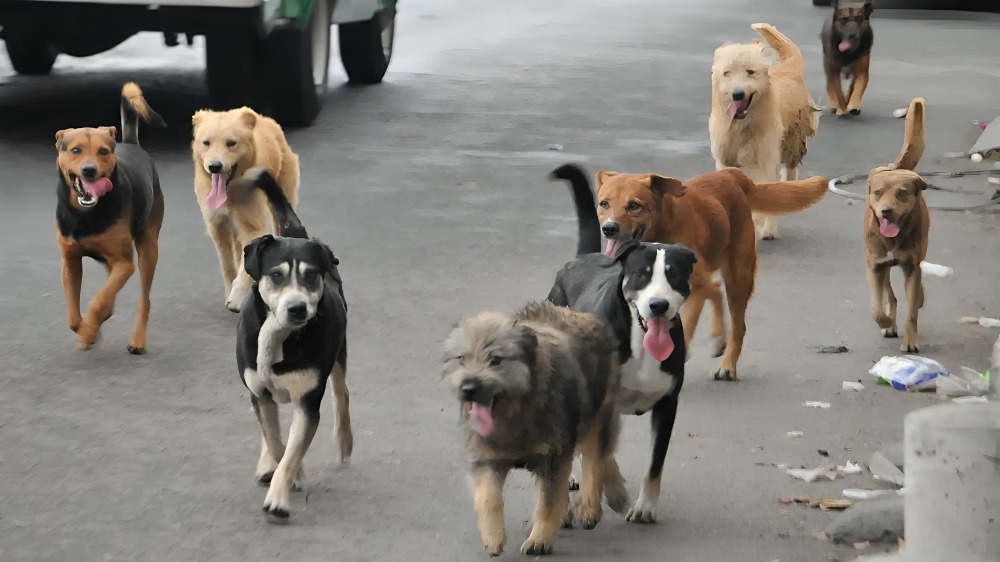 Perros en Edomex