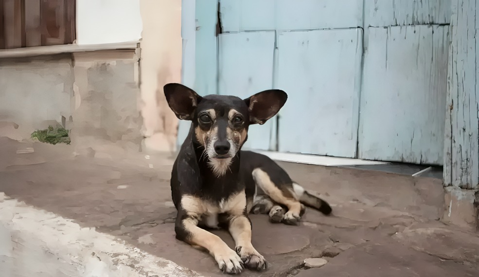 Perros en Edomex