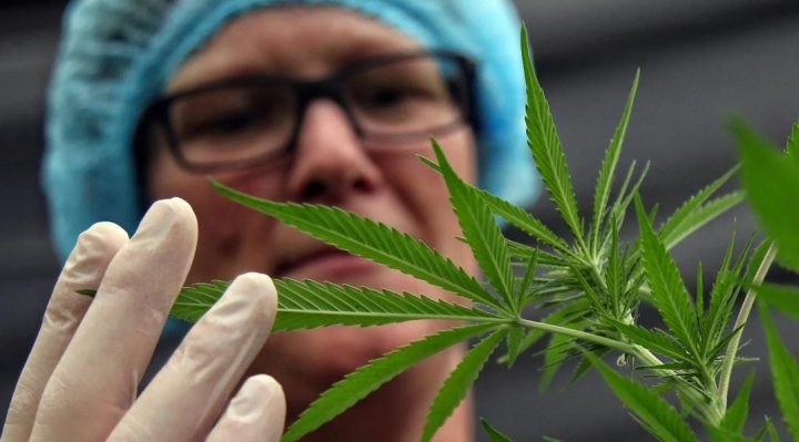Trump marihuana