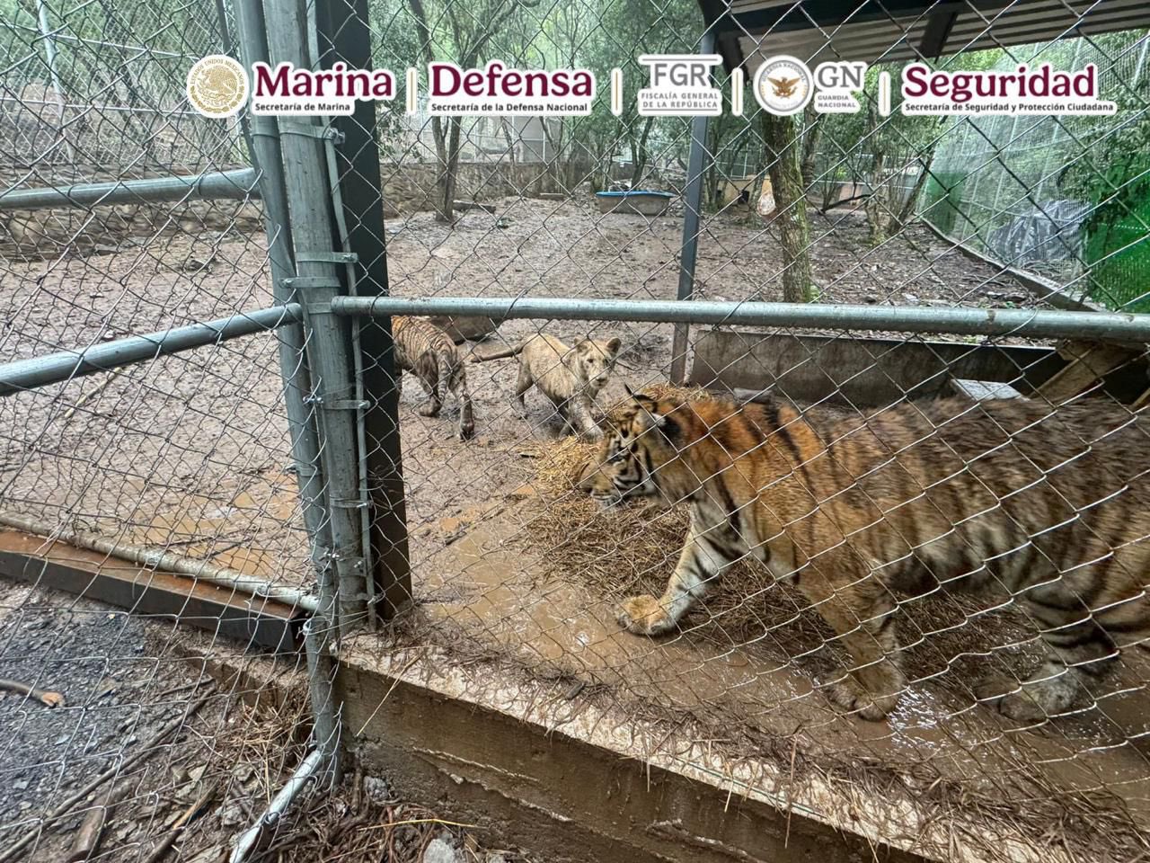 Decomisan tigres del líder del CDN
