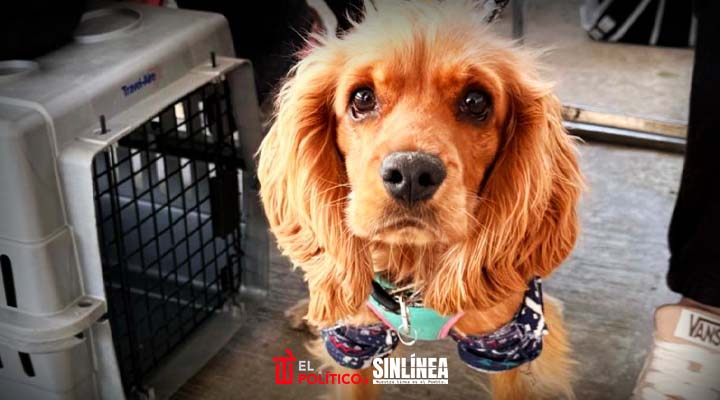 Gobierno de la Ciudad impulsa jornadas de bienestar animal