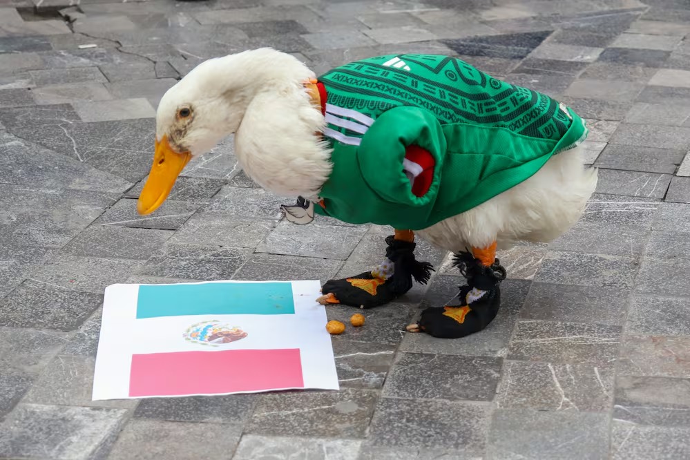 Pato Merlín Mundial 2026