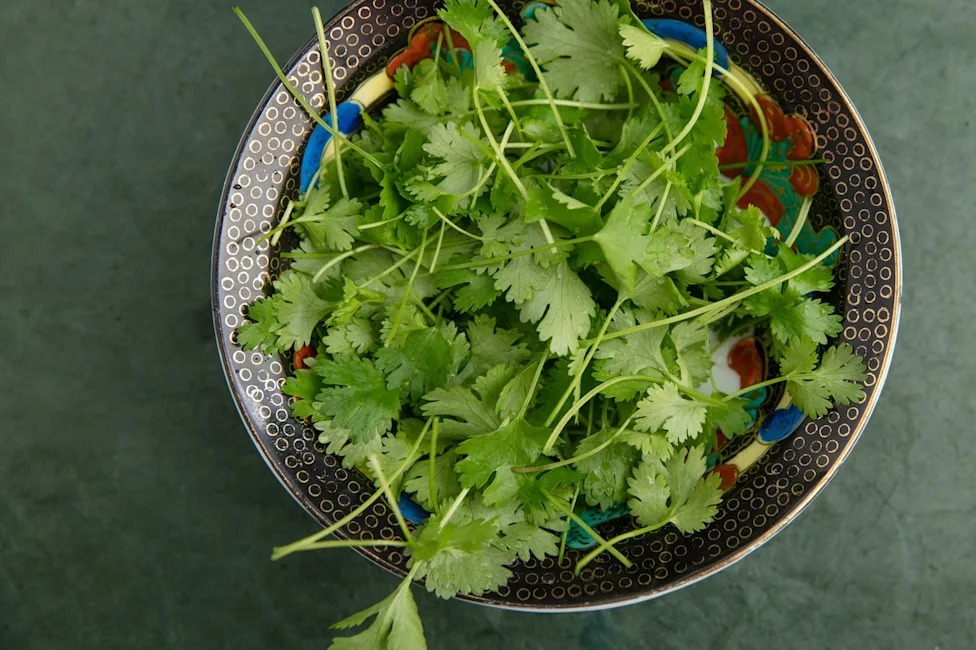 cilantro ligado a Ciclospora