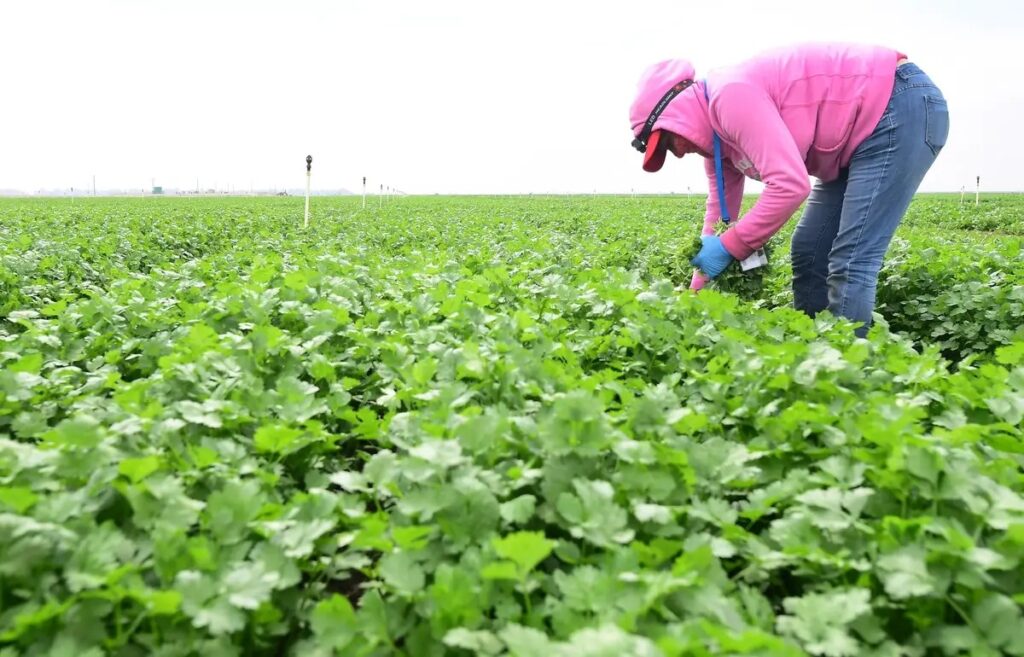 cultivos de cilantro