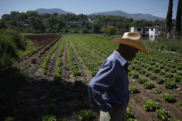 Lechugas mexicanas no causaron diarrea explosiva