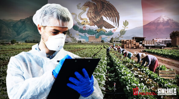 Lechugas mexicanas no causaron diarrea explosiva: FDA
