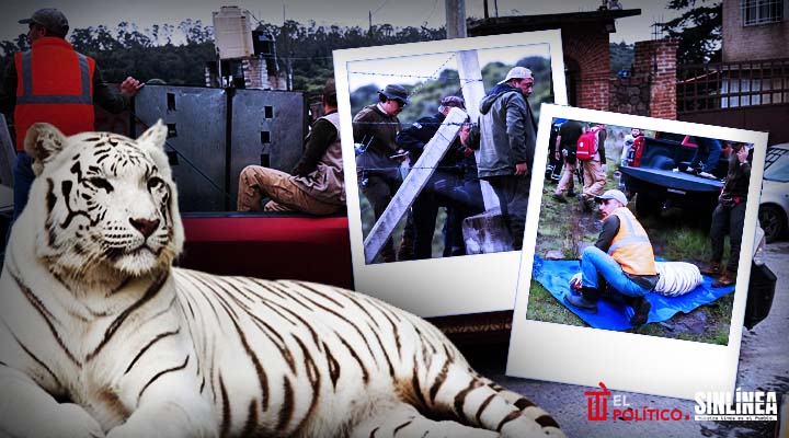 Muere Kenzo, tigre de Bengala que escapó en Edomex; recibió un disparo en rescate